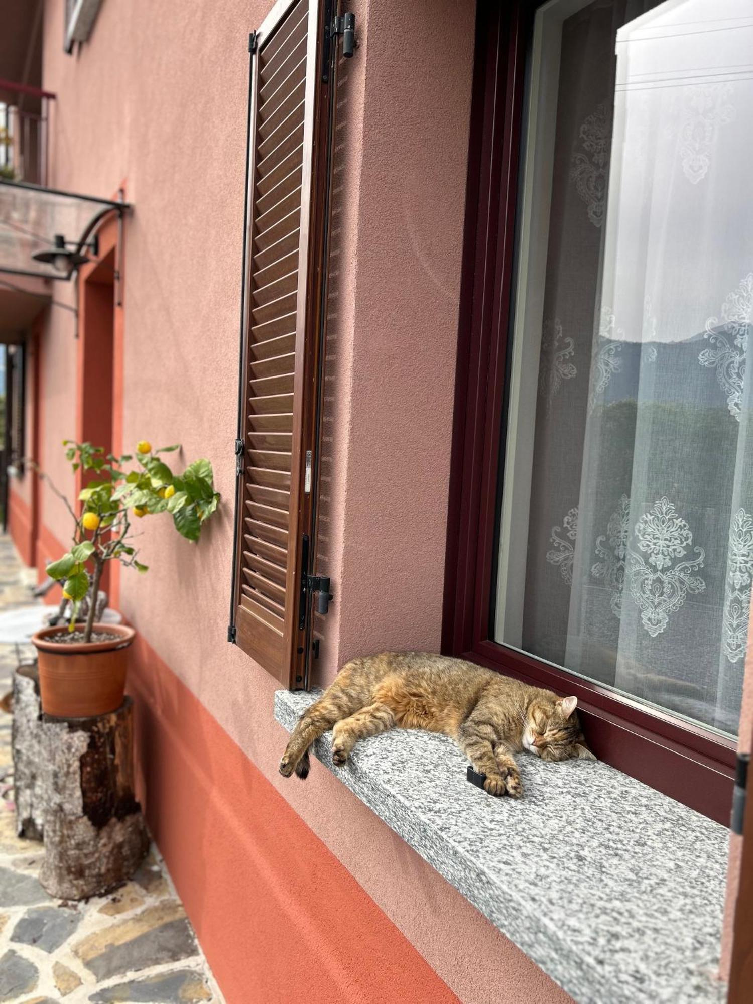 Il Mallo Verde - Lake Como B&B Mandello del Lario Eksteriør bilde